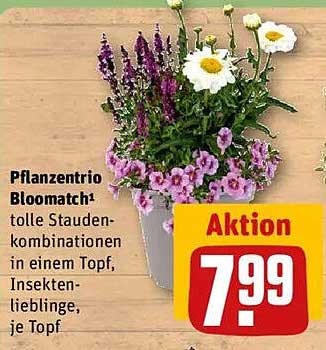 Pflanzen-Trio Bloomatch – tolle Stauden-Kombinationen in einem Topf
