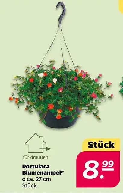 Portulaca Blumenampel 27 cm – bunte Blütenpracht für Ihr Zuhause