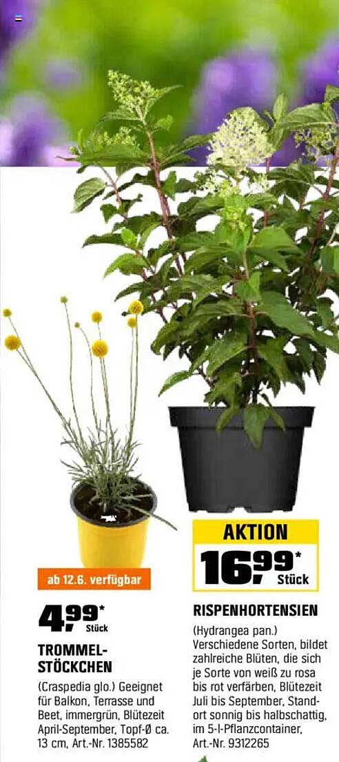 RISPEHORTENSIEN (Hydrangea pan.) - Aktion!