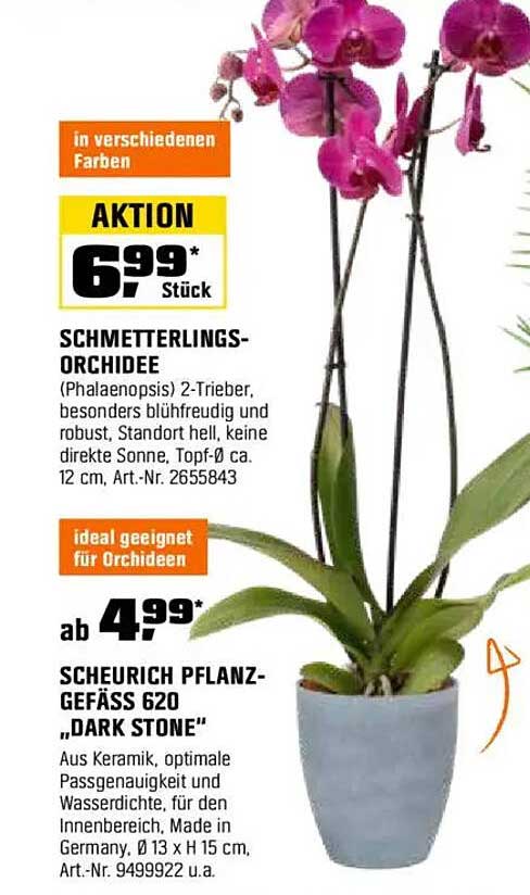 SCHMETTERLINGS-ORCHIDEE (Phalaenopsis) 2-Trieber, Aktion 6,99* Stück