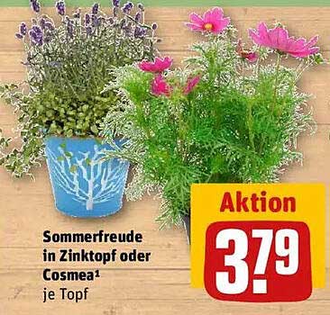 Sommerfreude in Zinktopf oder Cosmea