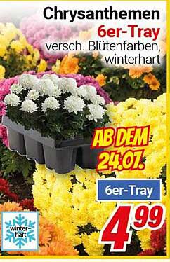 Chrysanthemen 6er-Tray – verschiedene Blütenfarben, winterhart