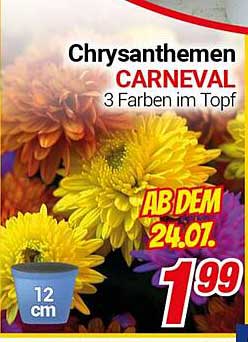Chrysanthemen CARNEVAL 3 Farben im Topf