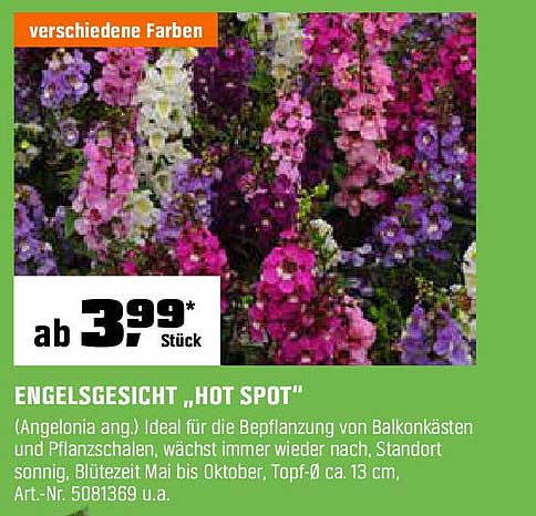 ENGELSGESICHT „HOT SPOT“