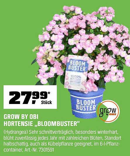 GROW BY OBI HORTENSIE „BLOOMBUSTER“