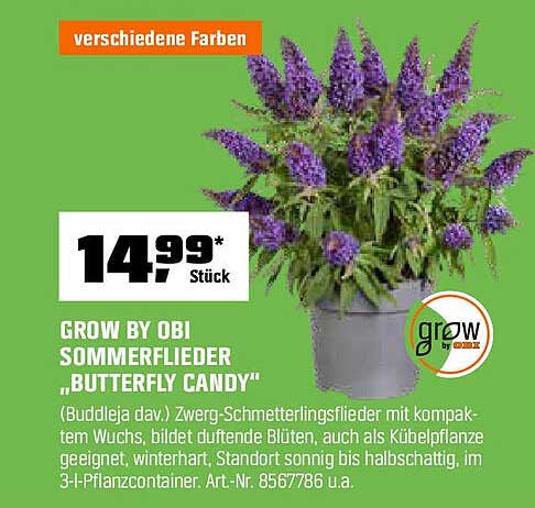 GROW BY OBI SOMMERFLIEDER „BUTTERFLY CANDY“