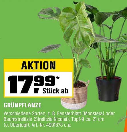 Grünpflanze - Verschiedene Sorten, z. B. Fensterblatt (Monstera) oder Baumstrelitzie (Strelitzia Nicolai)
