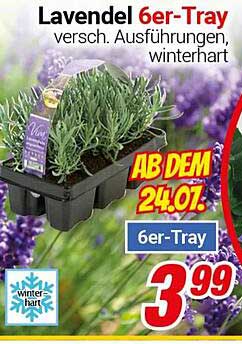 Lavendel 6er-Tray - verschiedene Ausführungen, winterhart