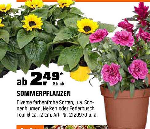 Sommerpflanzen ab 2,49 €* Stück