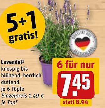 6 Lavendel-Töpfe für nur 7,45 € (statt 8,94 €)