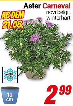 Aster Carneval - Winterharte Pflanze für Ihren Garten