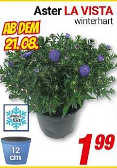 Aster LA VISTA – winterhart
