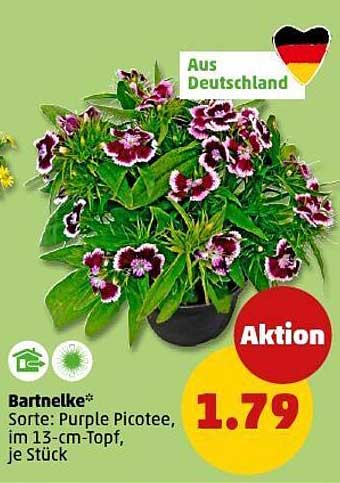 Bartnelke Purple Picotee im 13-cm-Topf
