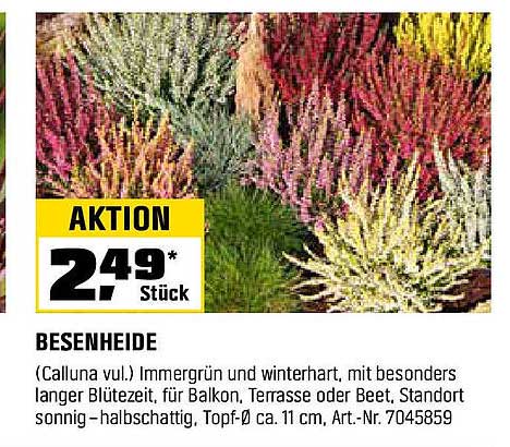Besenheide (Calluna vulg.) - Immmergrün und winterhart