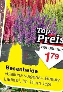 Besenheide "Calluna vulgaris", Beauty Ladies®, im 11 cm Topf