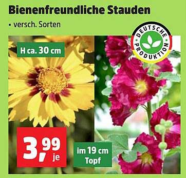 Bienenfreundliche Stauden – verschiedene Sorten
