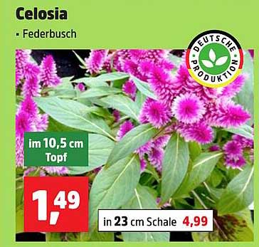 Celosia - Federbusch im 10,5 cm Topf