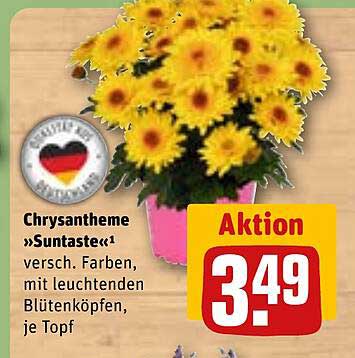 Chrysantheme »Suntaste« – Verschiedene Farben mit leuchtenden Blütenköpfen, je Topf