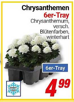 Chrysanthemen 6er-Tray - verschiedenfarbig und winterhart