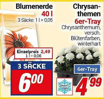 Chrysanthemen 6er-Tray - Winterharte Blütenpracht