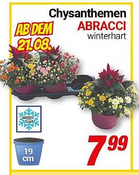 Chrysanthemen ABRACCI - winterhart