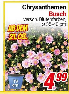 Chrysanthemen Busch - verschiedene Blütenfarben, Ø 35-40 cm