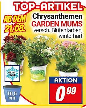 Chrysanthemen Garden Mums - Verschiedene Blütenfarben, Winterhart