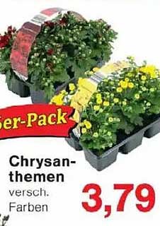 Chrysanthemen im Super-Pack - verschiedene Farben