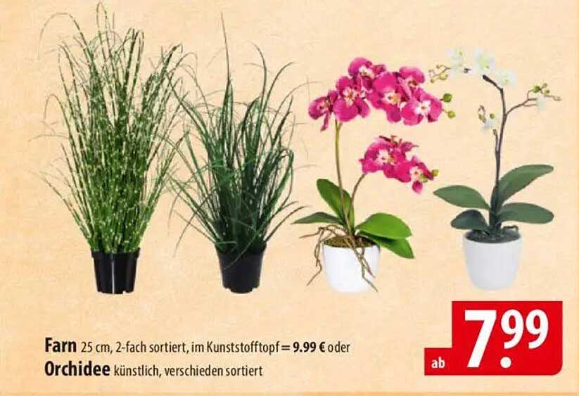 Farn 25 cm, 2-fach sortiert im Kunststofftopf für 7,99 €