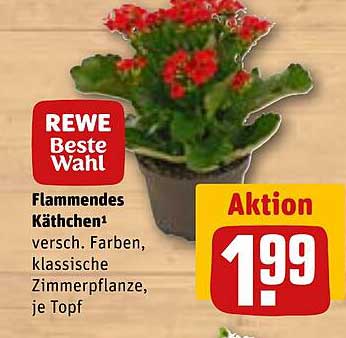 Flammendes Kätschchen - Verschiedene Farben