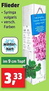 Flieder - Syringa vulgaris in verschiedenen Farben