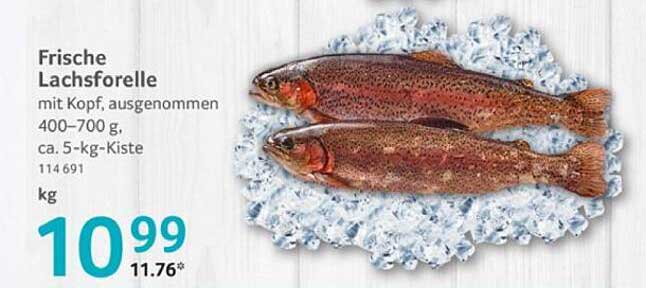 Frische Lachsforelle mit Kopf, ausgenommen, ca. 5-kg-Kiste