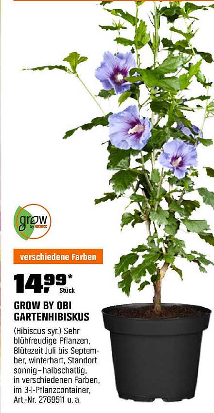 GROW BY OBI GARTENHIBISKUS - Verschiedene Farben