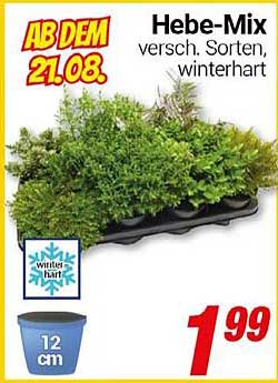 Hebe-Mix – verschiedene Sorten, winterhart