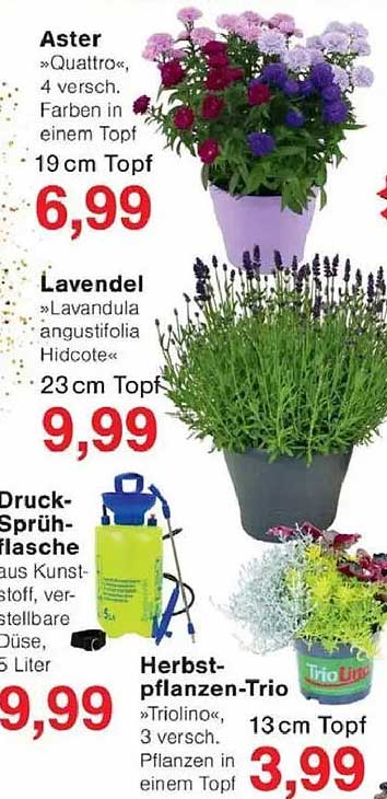 Herbstpflanzen-Trio »Triolino«, 3 versch. Pflanzen in einem Topf