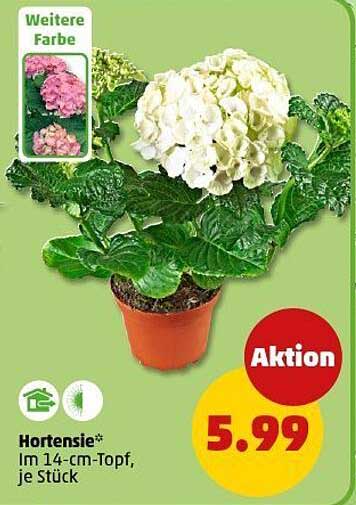 Hortensie im 14-cm-Topf, je Stück