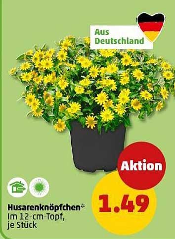 Husarenknöpfchen im 12-cm-Topf, je Stück für 1,49 €