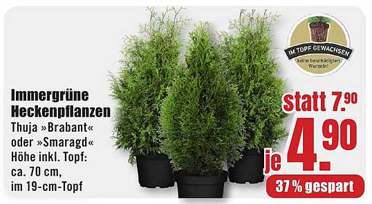 Immergrüne Heckenpflanzen Thuja »Brabant« oder »Smaragd«
