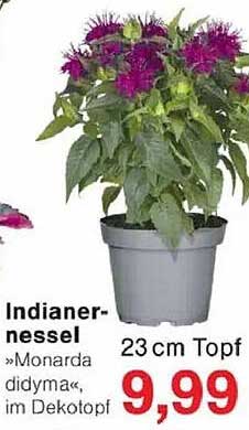 Indianernessel »Monarda didyma«, 23 cm Topf