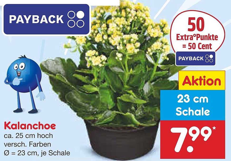 Kalanchoe in 23 cm Schale - Aktion bei Netto