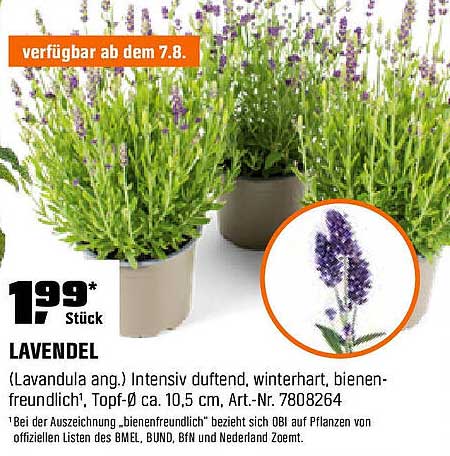 Lavendel (Lavandula angustifolia) - Intensiv duftend, winterhart, bienenfreundlich