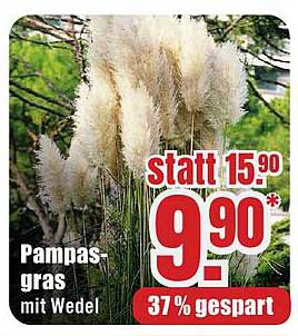 Pampasgras mit Wedel