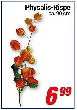 Physalis-Rispe ca. 90 cm