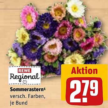 Sommerastern – verschiedene Farben, je Bund