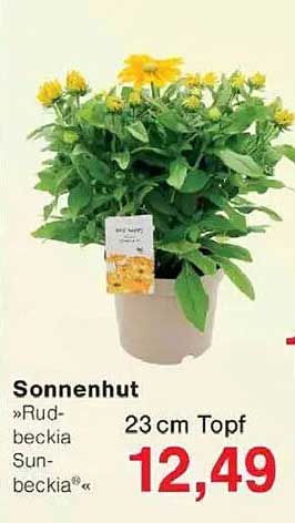 Sonnenhut »Rudbeckia Sunbeckia« 23 cm Topf