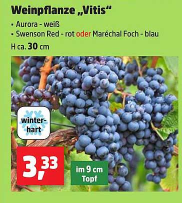 Weinpflanze „Vitis“ – Aurora, Swenson Red oder Maréchal Foch