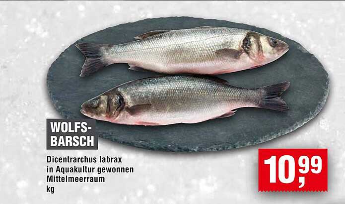 Wolfsbarsch - Dicentrarchus labrax in Aquakultur gewonnen