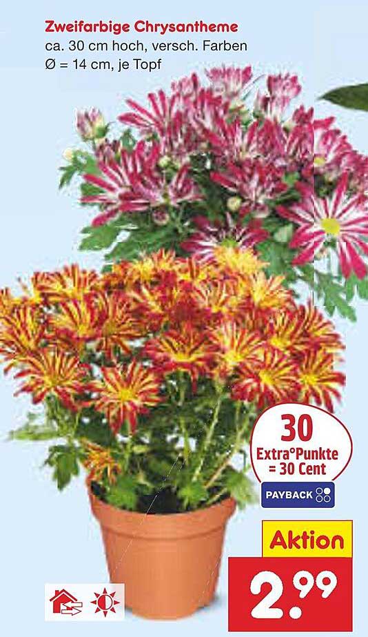 Zweifarbige Chrysantheme