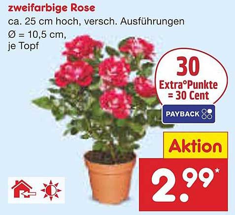 Zweifarbige Rose - Ein Blickfang für Ihr Zuhause!
