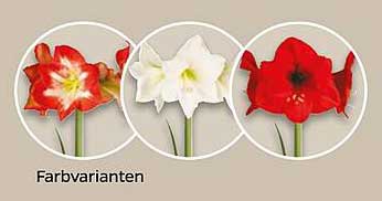 Amaryllis-Zwiebeln in verschiedenen Farben